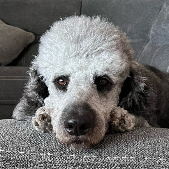 Meet your Posher, Deborah - Picture 1 of 1